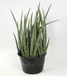 Cylindrical Snake Plant