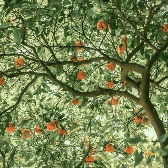tangerine tree of dancy tangerines
