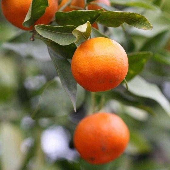 dancy tangerines on tree with green foliage and blurred background