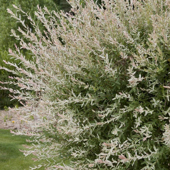 Buy Salix Integra Hakuro Nishiki Japanese Dappled Willow for Sale Online