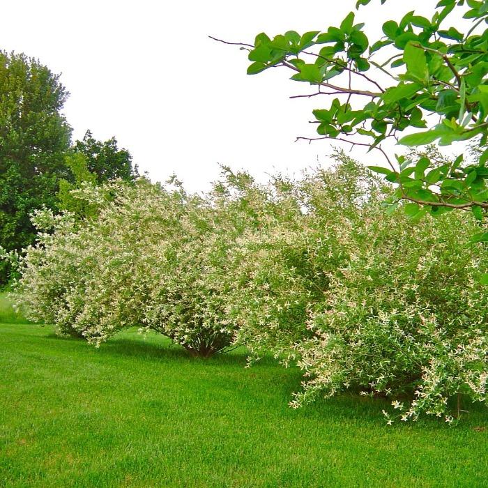 can you plant dappled willow near house Tri-colored Dappled Willow