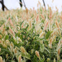 Buy Salix Integra Hakuro Nishiki Japanese Dappled Willow for Sale Online