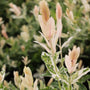 Dappled Willow foliage close up