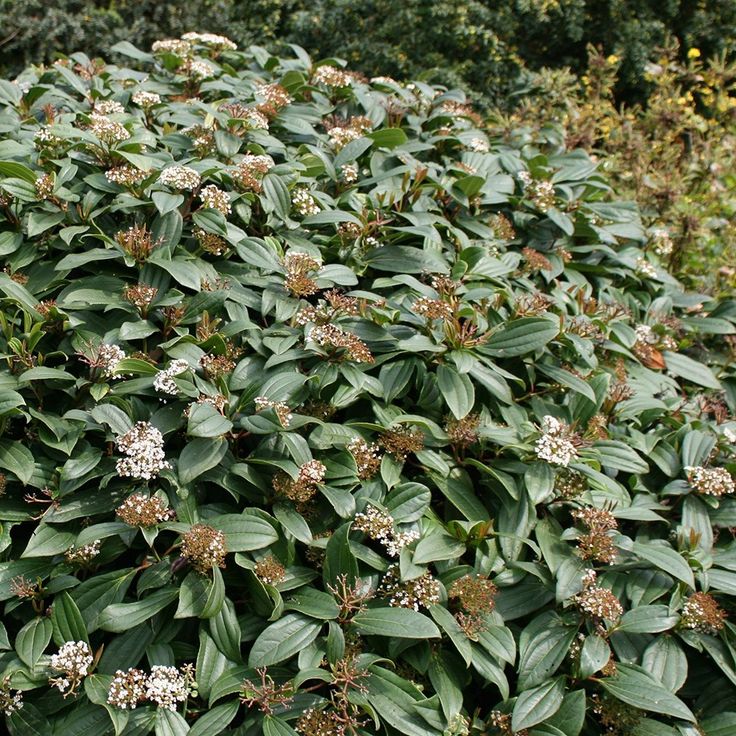 David Viburnum