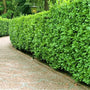 Schip cherry laurel hedge along driveway
