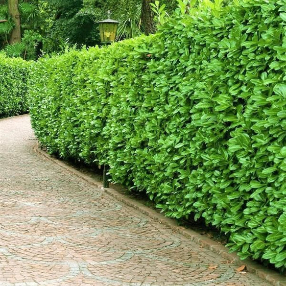 Schip cherry laurel hedge along driveway