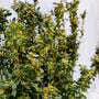 dee runk boxwood flowers