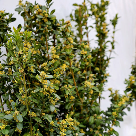 dee runk boxwood flowers