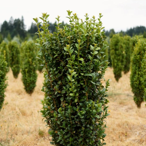 dee runk boxwood in the nursery field