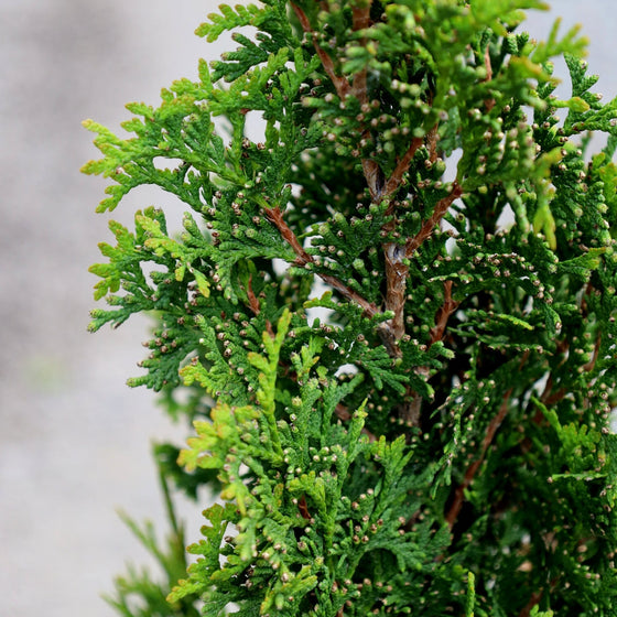 Arborvitae DeGroots Sprire Evergreen Trees for Privacy