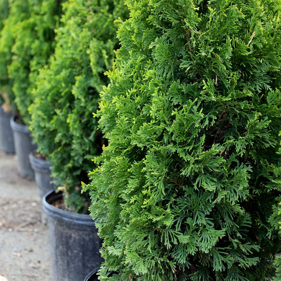 Arborvitae DeGroots Spire Rich Green Foliage