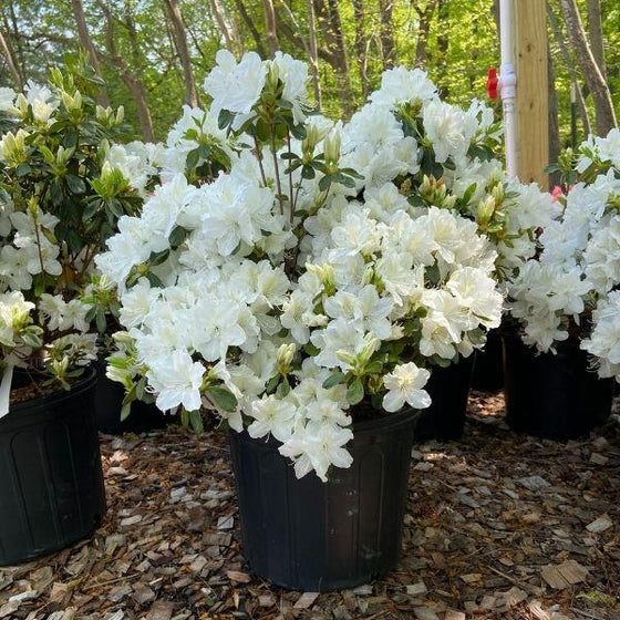 Delaware Valley Azalea Shrub Blooming in Spring Summer and Fall