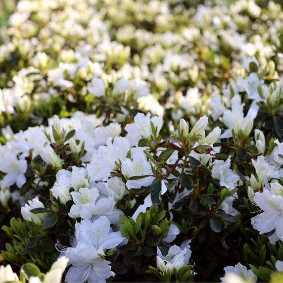 white flowering yard shrub