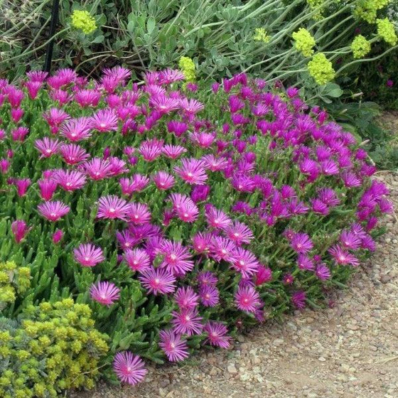 Delosperma Cooperi used as a border plant