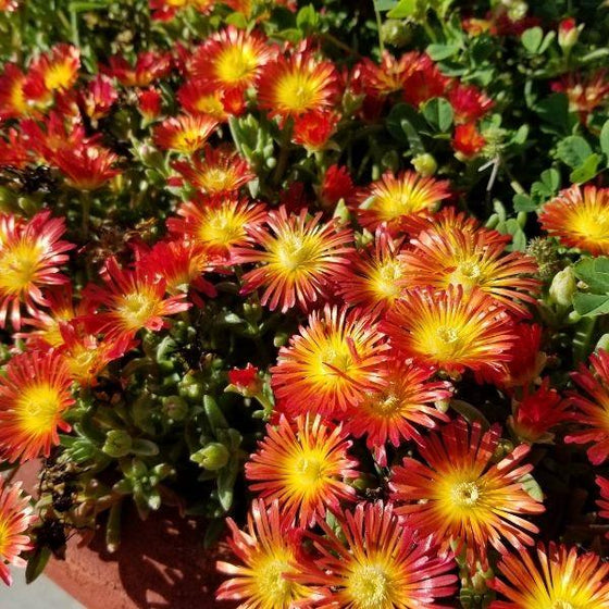 close up of the Delosperma Fire Wonder