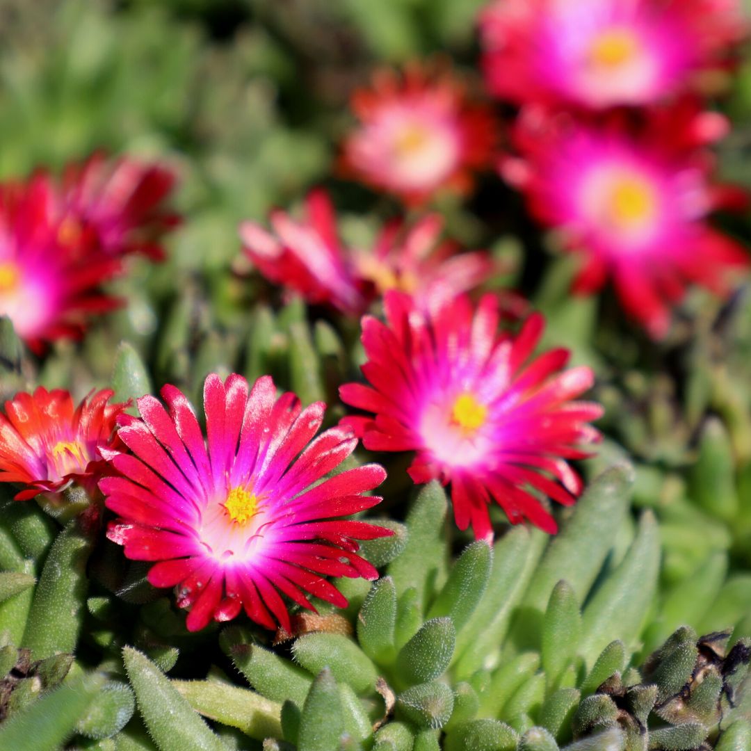desert jewel succulent garden Delosperma Jewel of the Desert Garnet Ice Plant