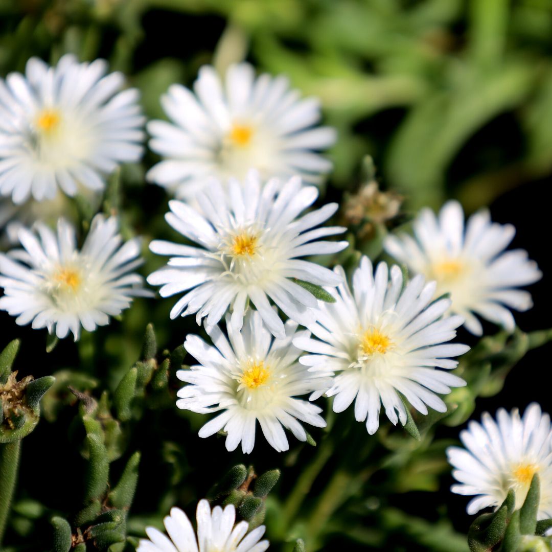 ladder plant seeds moonstone island Delosperma Jewel of the Desert Moonstone