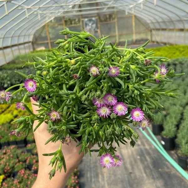 desert jewel succulent Delosperma Jewel of the Desert Rose Ice Plant