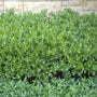 Densa Inkberry Holly as a Hedge