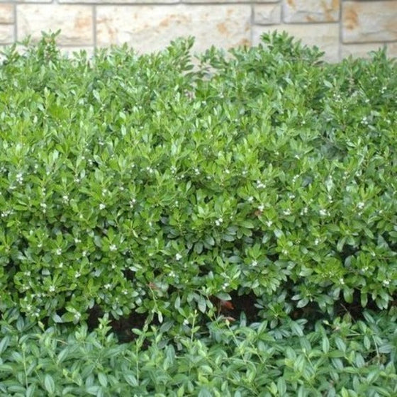 Densa Inkberry Holly as a Hedge