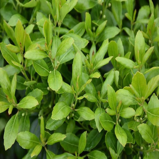 Bright green spring leaves of Densa Inkberry Holly