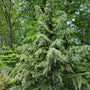 Mature Deodar Himalayan Cedar Tree in a forest