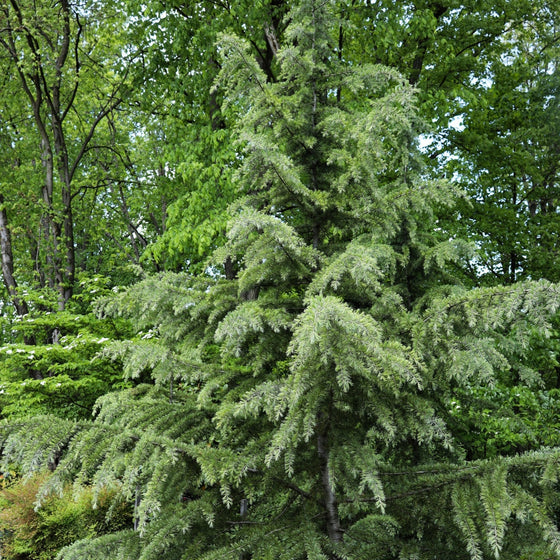 Mature Deodar Himalayan Cedar Tree in a forest