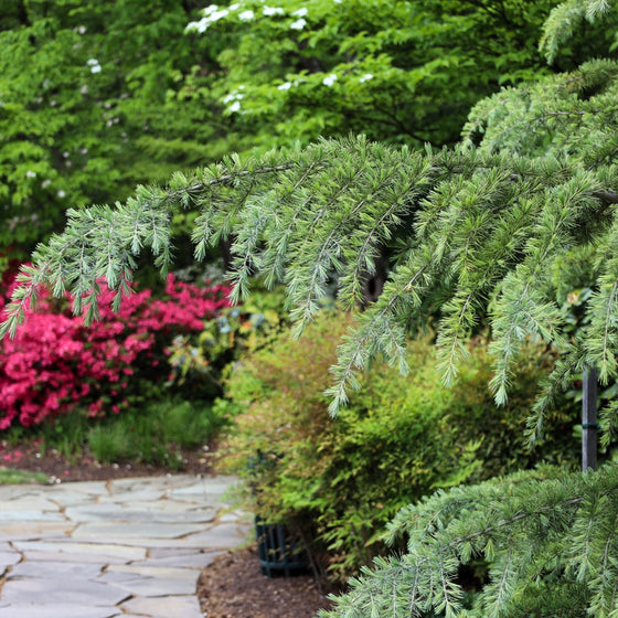 close up photo of cool green blue foliage deodar cedar branch with a backdrop of hot pink azaleas and leafy green trees
