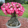 A very old Desert Rose Plant