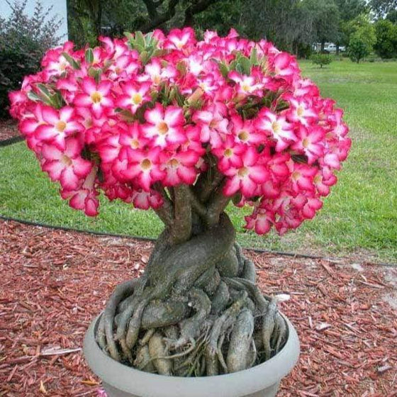 A very old Desert Rose Plant