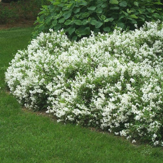 Deutzia Gracilis Nikko Shrub in bloom