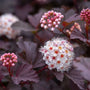diablo ninebark white flowers and purple foliage