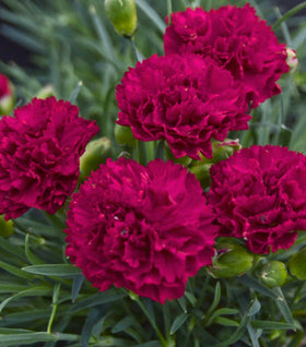 Dianthus Cranberry Cocktail