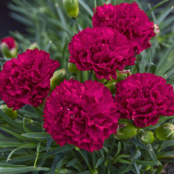 cranberry red perennial bloomer