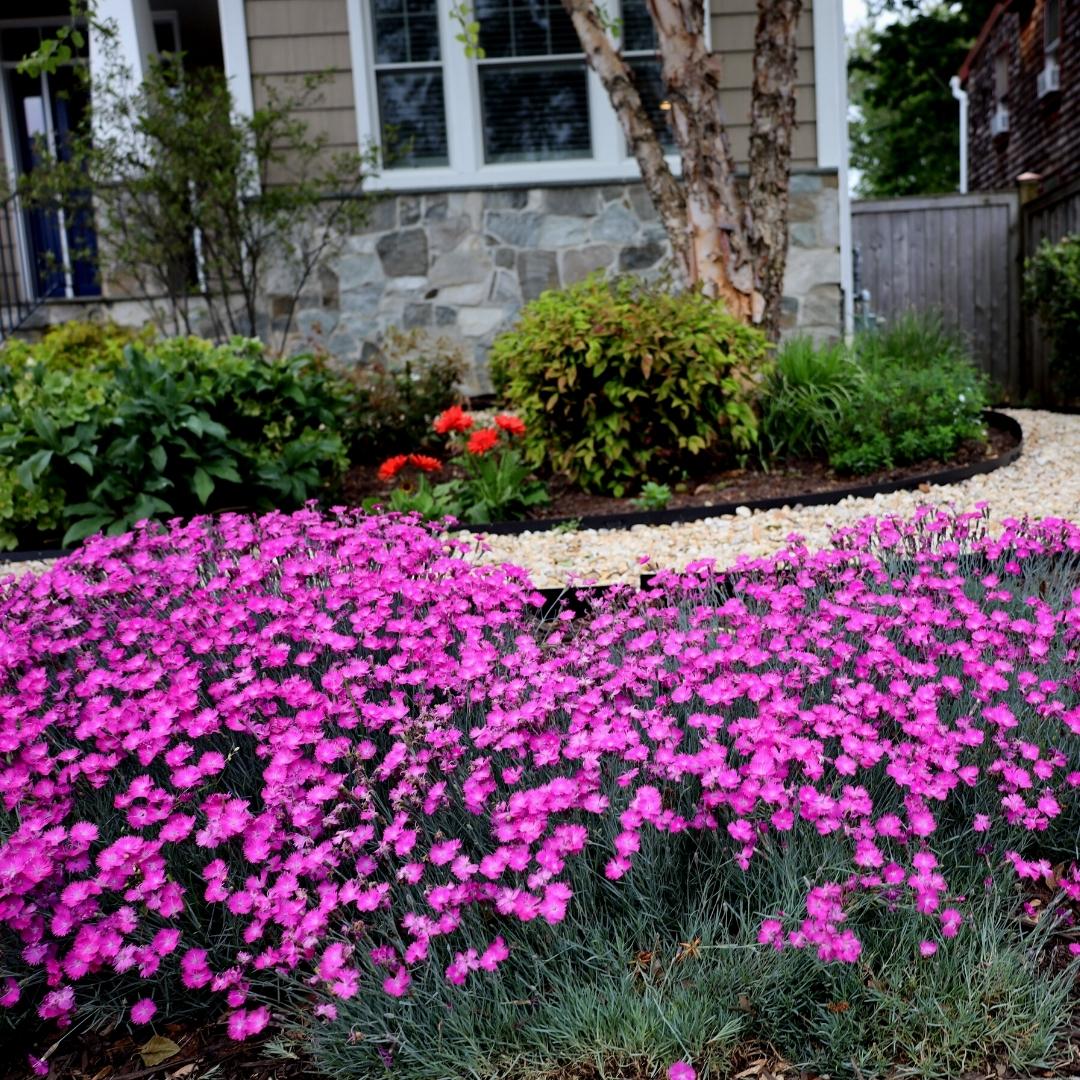 is dianthus an indoor plant Dianthus | Firewitch Dianthus