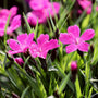 Dianthus Kahori Close Up Photo stunning pink fragrant perennial