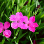 Dianthus Kahori is a breathtaking pink perennial