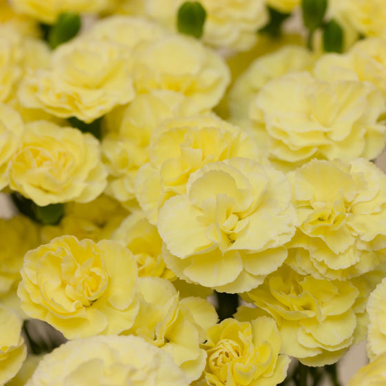 bright yellow carnations