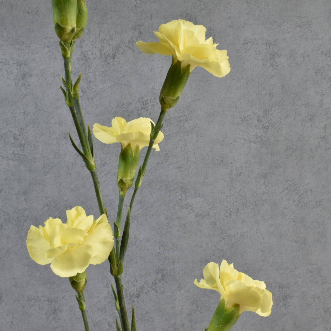 RP904-YE1 Bramble - Dianthus - Yellow Fabric