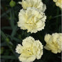 pale yellow cut flowers