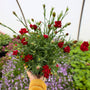 red dianthus