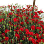 red carnations blooming