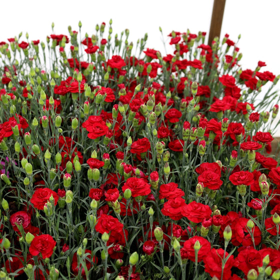 red carnations blooming