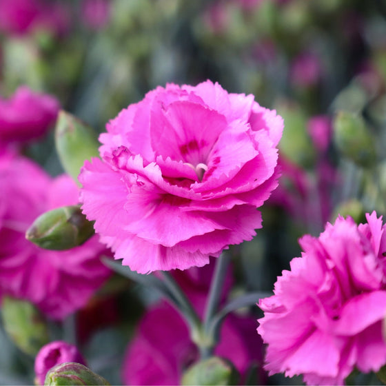 pink carnations for cut flowers