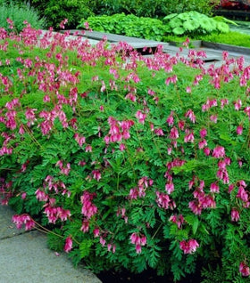 Dicentra Luxuriant