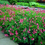 dicentra luxuriant pink flowers in a mound