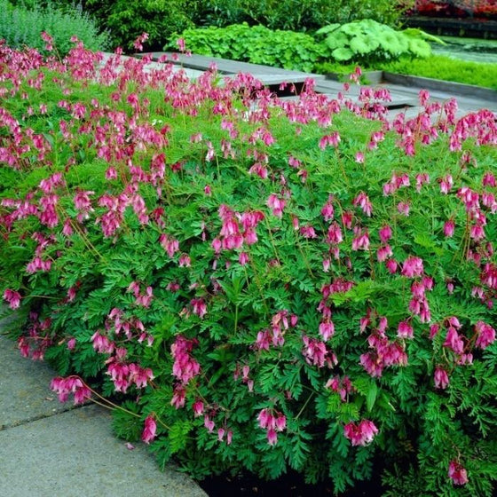 dicentra luxuriant pink flowers in a mound