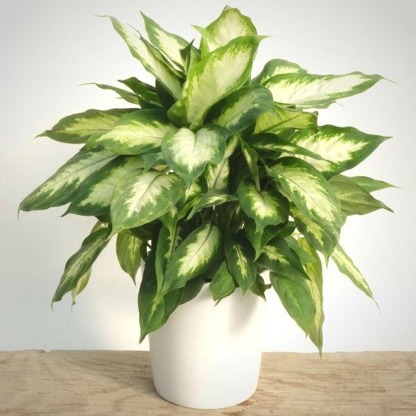 dieffenbachia camilla Dieffenbachia Camille