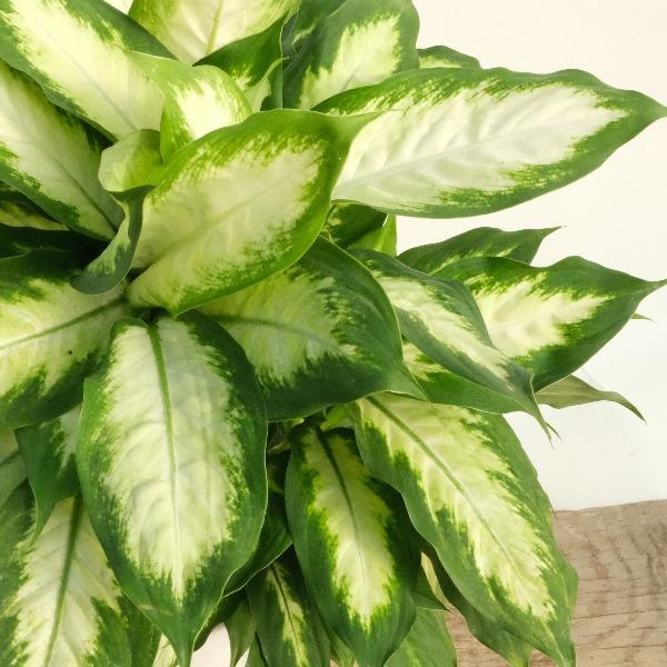 dieffenbachia maculata camille Dieffenbachia Camille
