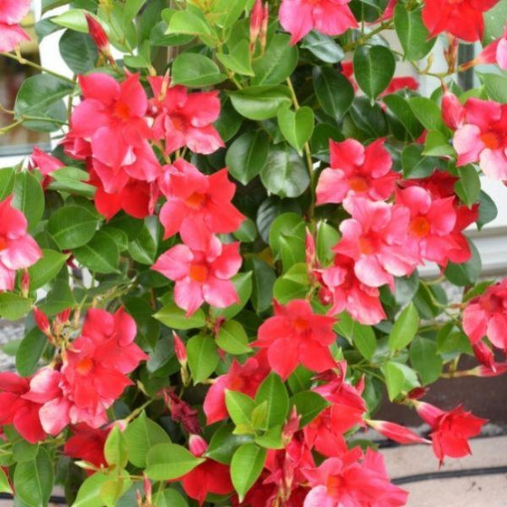 Red trumpet-shaped blooms of the Dipladenia plant in a black pot